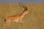 Impala / Aepyceros melampus